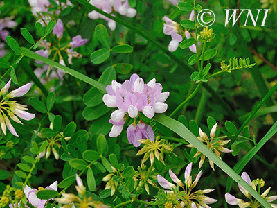 Crown Vetch (Securigera varia)